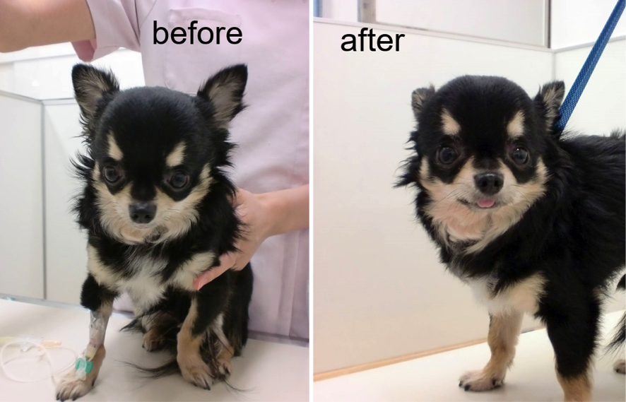 幹細胞治療を受けた水頭症の小型犬