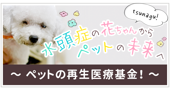 水頭症の花ちゃんからペットの未来へ tsunagu! ~ペットの再生医療基金！~